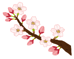 sakura_kaika