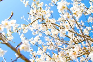 入園式