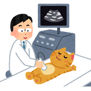 pet_echo_kensa_cat