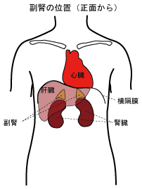 副腎