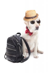 rucksack dog